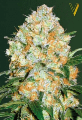 Bubblegum+ Pro Automatic-3 Samen - Seeds24