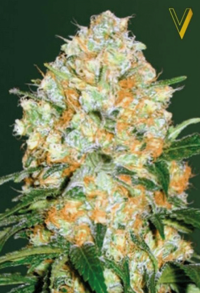 Bubblegum+ Pro Automatic-3 Samen - Seeds24