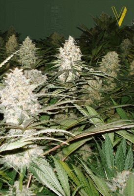 Bubblegum+ Pro Feminisiert-3 Samen - Seeds24