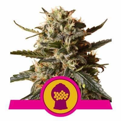 Bubblegum XL Feminisiert-3 Samen - Seeds24