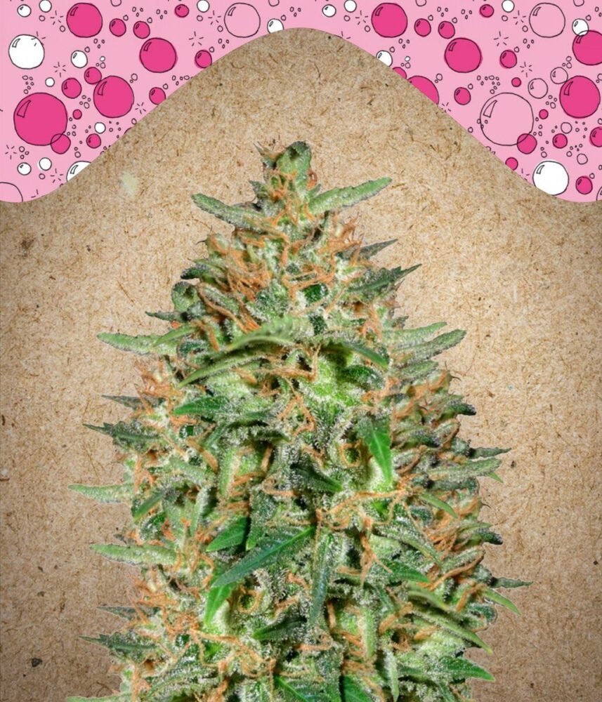 Bubblegummer Feminisiert-4 Samen - Seeds24