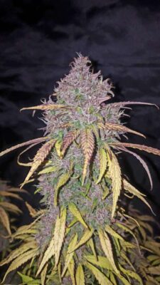 C4 Auto-3 Samen - Seeds24