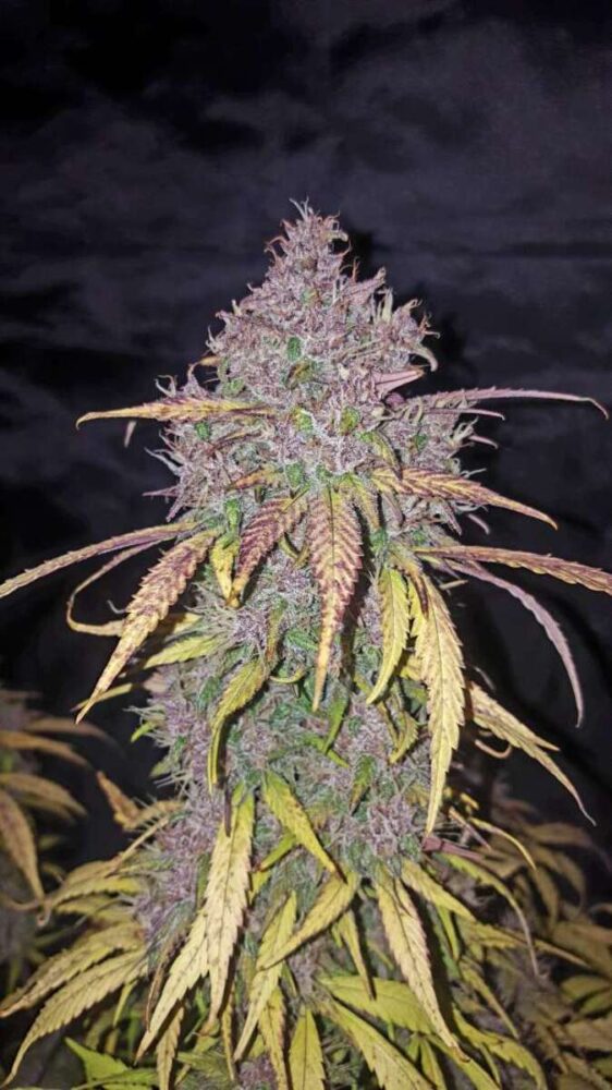 C4 Auto-3 Samen - Seeds24