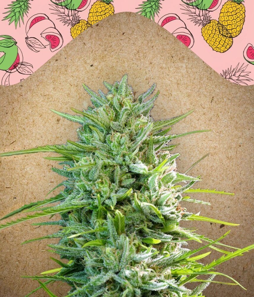 C99 Feminisiert-4 Samen - Seeds24