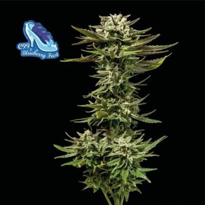 C99 x Blueberry FAST Feminisiert-3 Samen - Seeds24