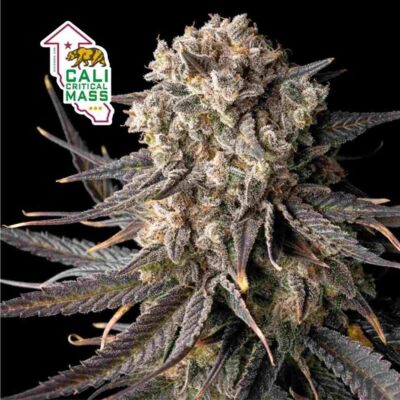 Cali Critical Mass Feminisiert-3 Samen - Seeds24
