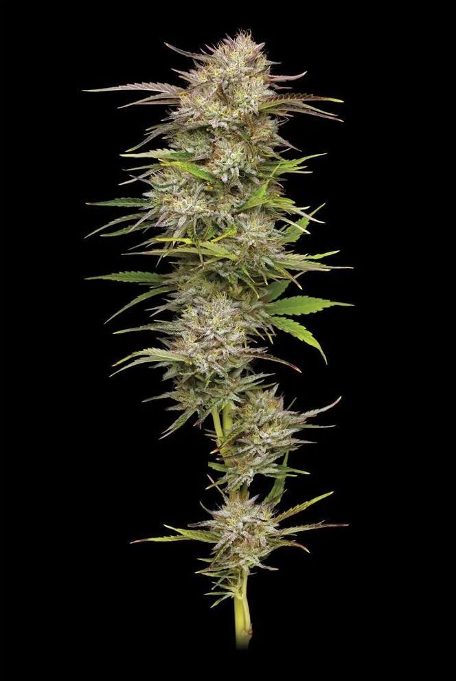 California Haze Feminisiert-3 Samen - Seeds24