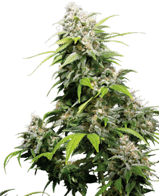 California Indica Feminisiert-3 Samen - Seeds24