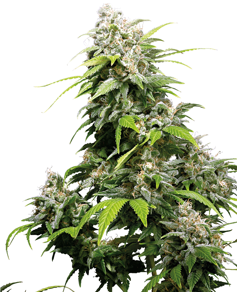 California Indica Feminisiert-3 Samen - Seeds24