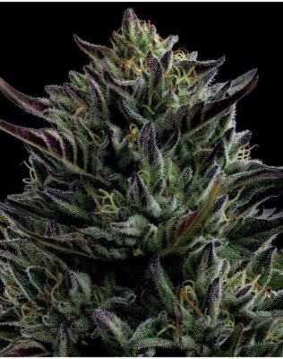 California Octane Feminisiert-3 Samen - Seeds24