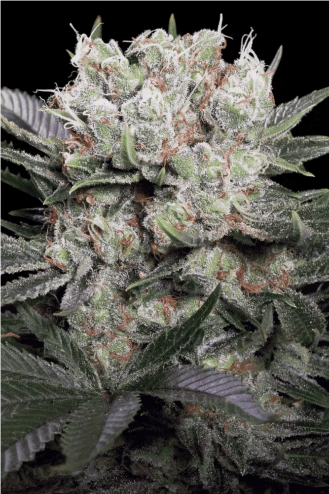 Californian Gold Feminisiert-3 Samen - Seeds24