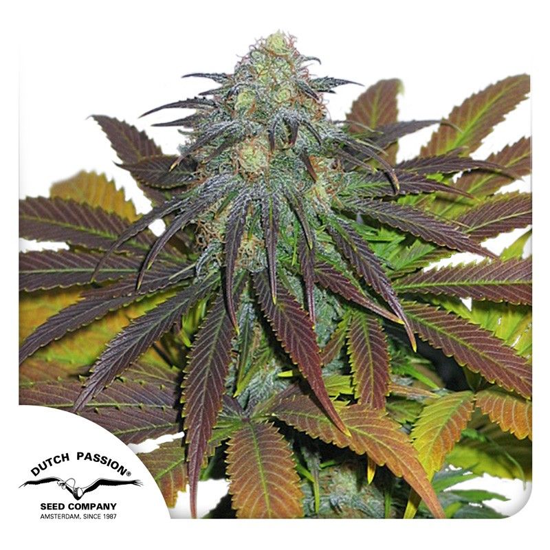 Californian Orange Feminisiert-3 Samen - Seeds24