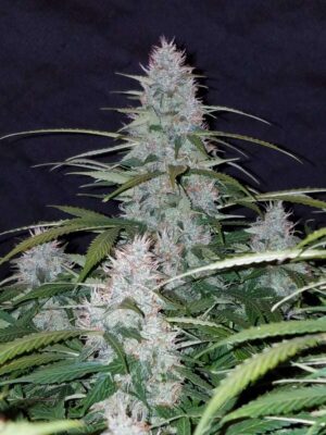 Californian Snow Auto-3 Samen - Seeds24