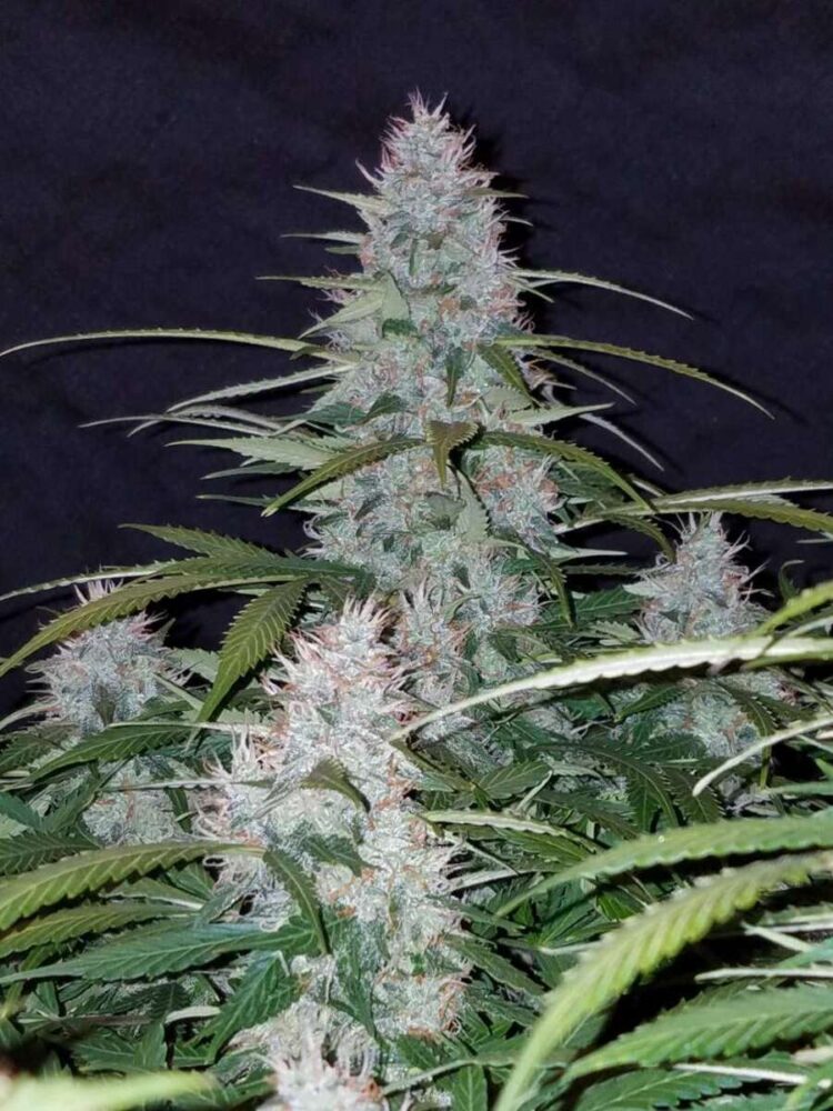 Californian Snow Auto-3 Samen - Seeds24