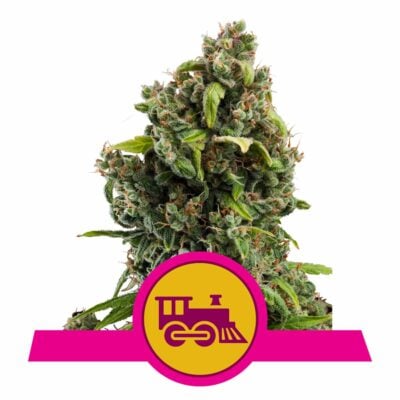 Candy Kush Express FAST Version Feminisiert-3 Samen - Seeds24