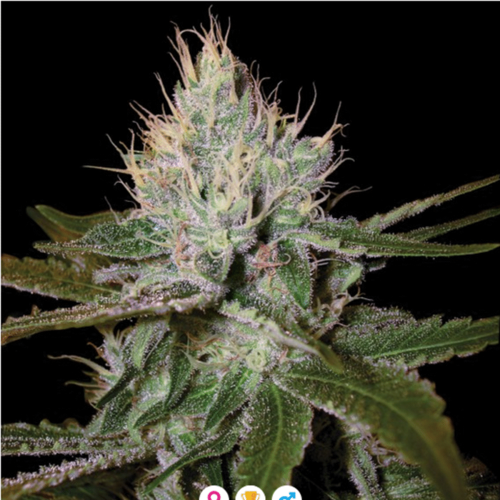 Cannalope Haze Feminisiert-3 Samen - Seeds24
