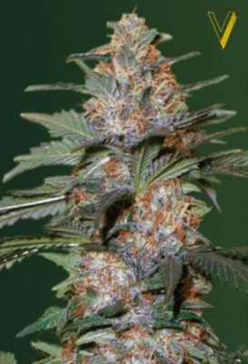 Caramelino Automatic-3 Samen - Seeds24