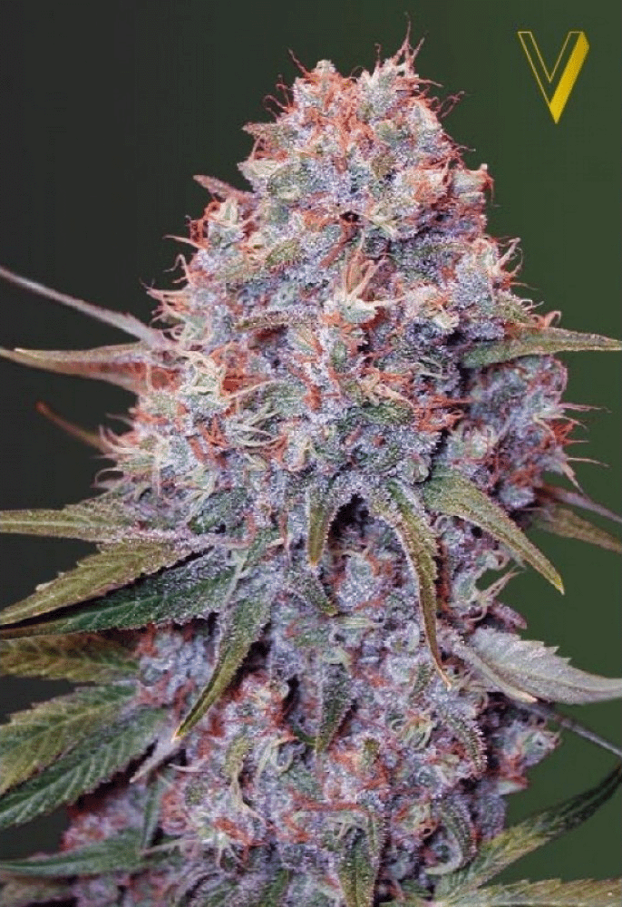 Caramelino Feminisiert-3 Samen - Seeds24