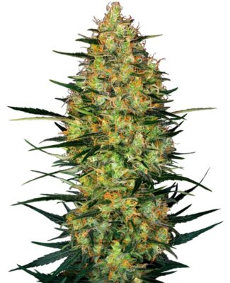 Caramellow Kush Auto-3 Samen - Seeds24