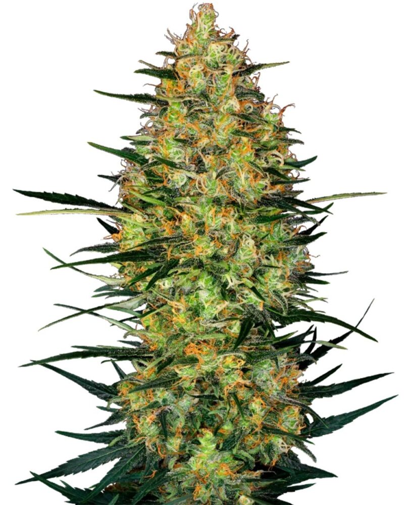Caramellow Kush Auto-3 Samen - Seeds24