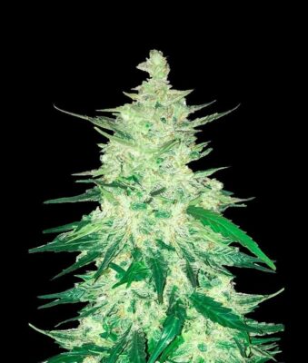 CBD Auto 1:1 (CBD Crack) Auto-3 Samen - Seeds24