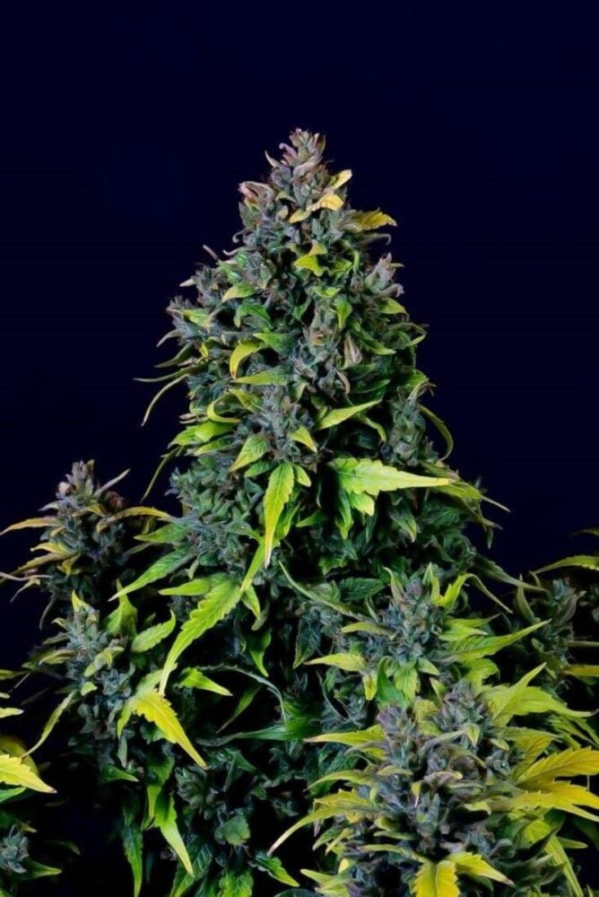 CBD Auto 20:1 Auto-3 Samen - Seeds24