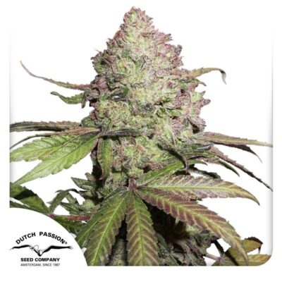 CBD Charlotte’s Angel Feminisiert-3 Samen - Seeds24