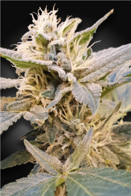 CBD Delight Feminisiert-3 Samen - Seeds24