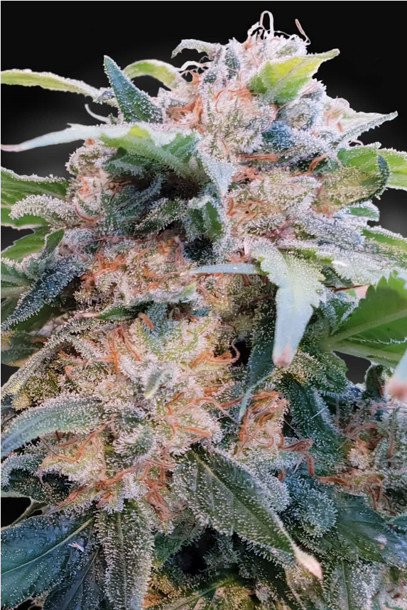 CBD Dream Feminisiert-3 Samen - Seeds24