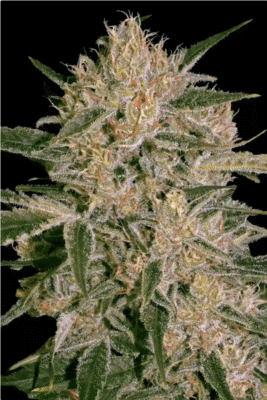 CBD Nebula I:I Feminisiert-3 Samen - Seeds24