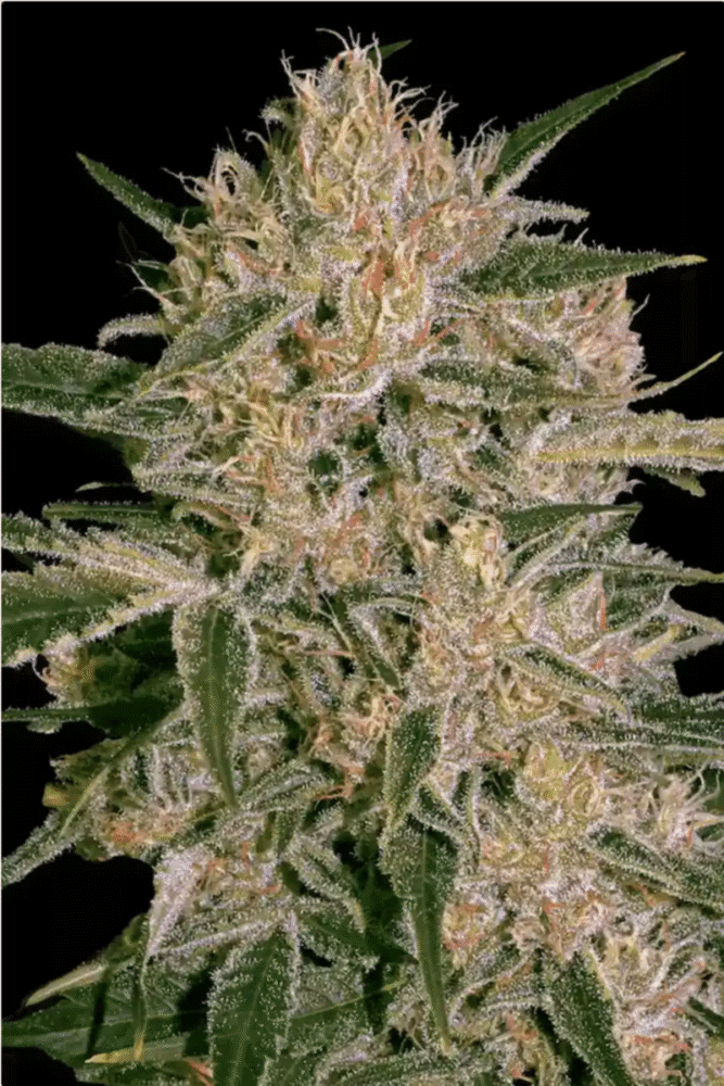 CBD Nebula I:I Feminisiert-3 Samen - Seeds24