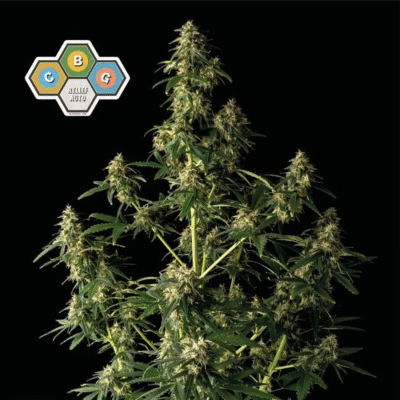 CBG Relief Auto-3 Samen - Seeds24