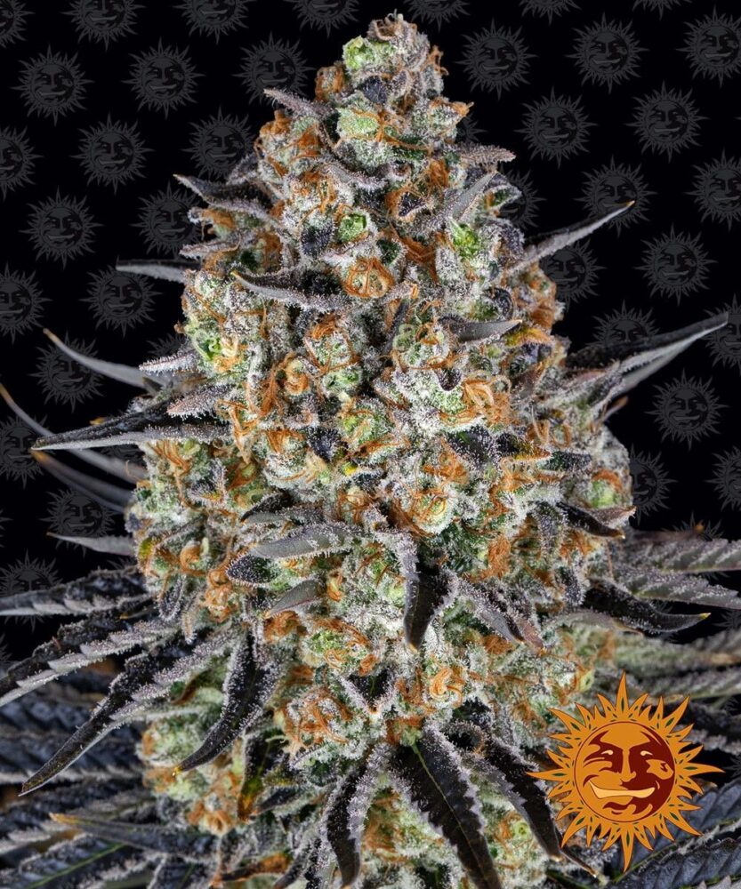 Cheese Automatic-3 Samen - Seeds24
