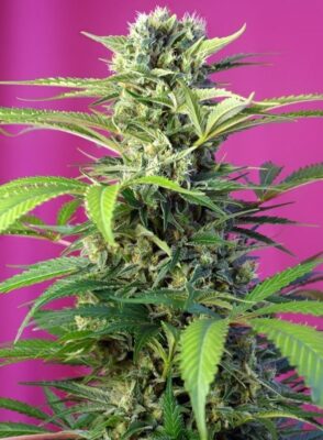 Chem Beyond Diesel CBD Feminisiert-3 Samen - Seeds24