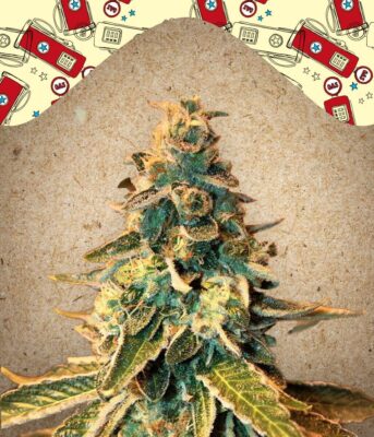 Chem OG Feminisiert-4 Samen - Seeds24