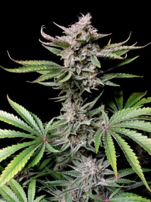 Cherry Cola Auto-3 Samen - Seeds24
