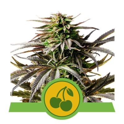 Cherry Pie Automatic-3 Samen - Seeds24