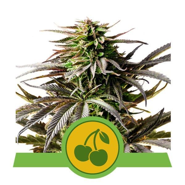 Cherry Pie Automatic-3 Samen - Seeds24