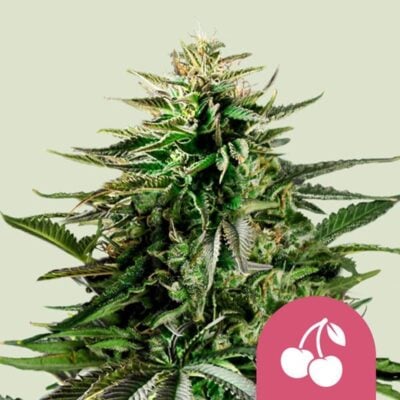 Cherry Pie Feminisiert-3 Samen - Seeds24