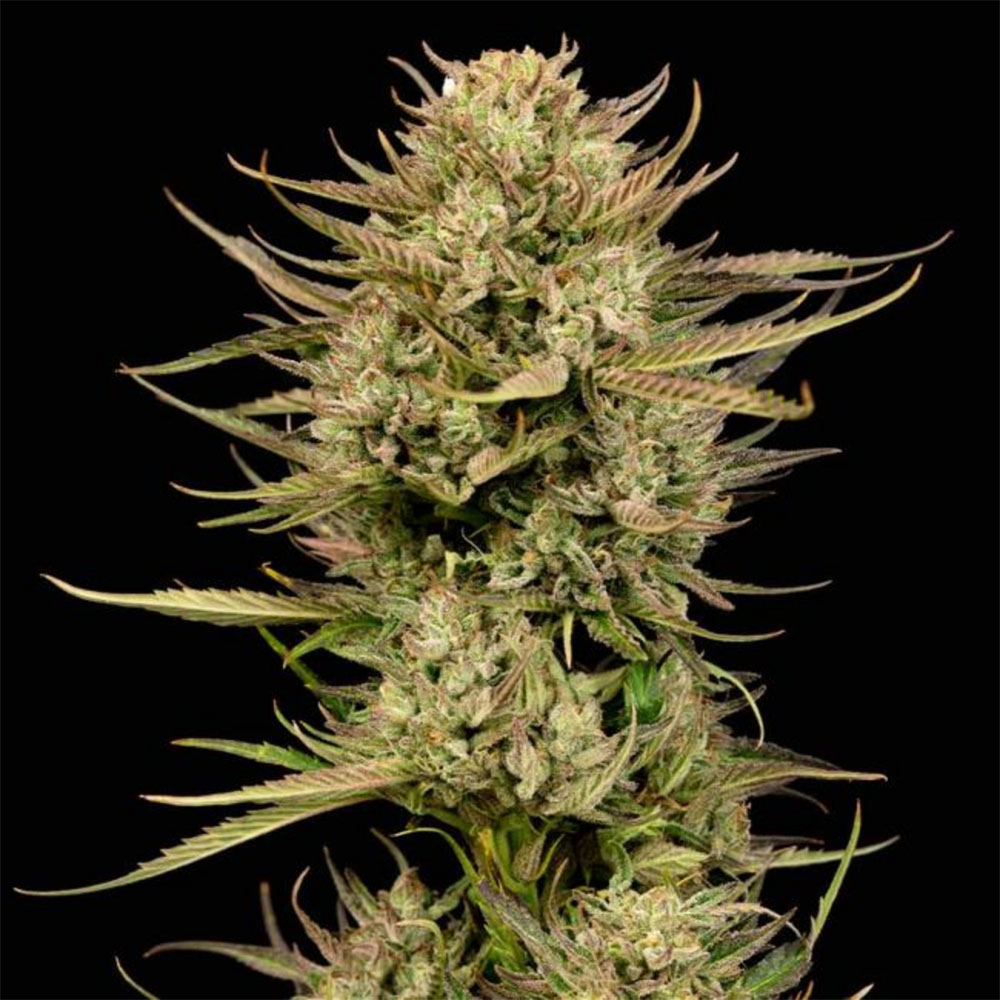 Cherry Punch F1 Feminisiert-3 Samen - Seeds24
