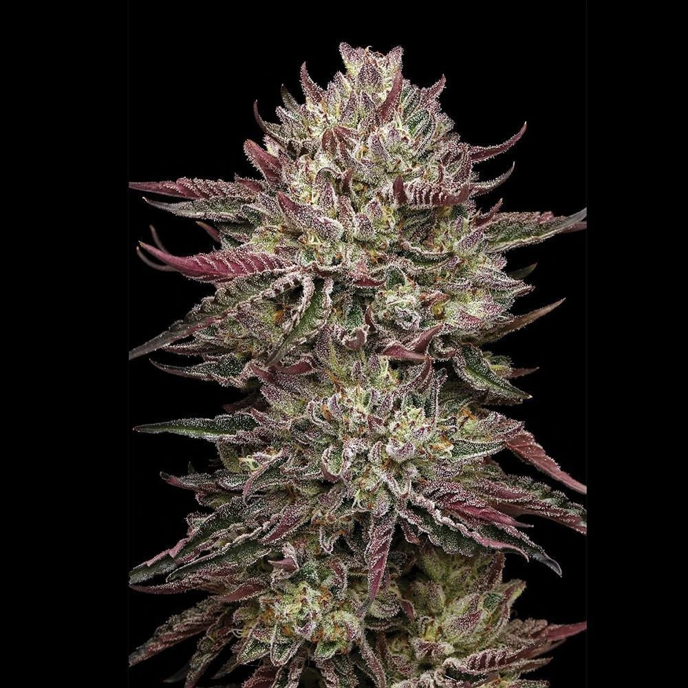 Chicken n' Wafflez Feminisiert-3 Samen - Seeds24