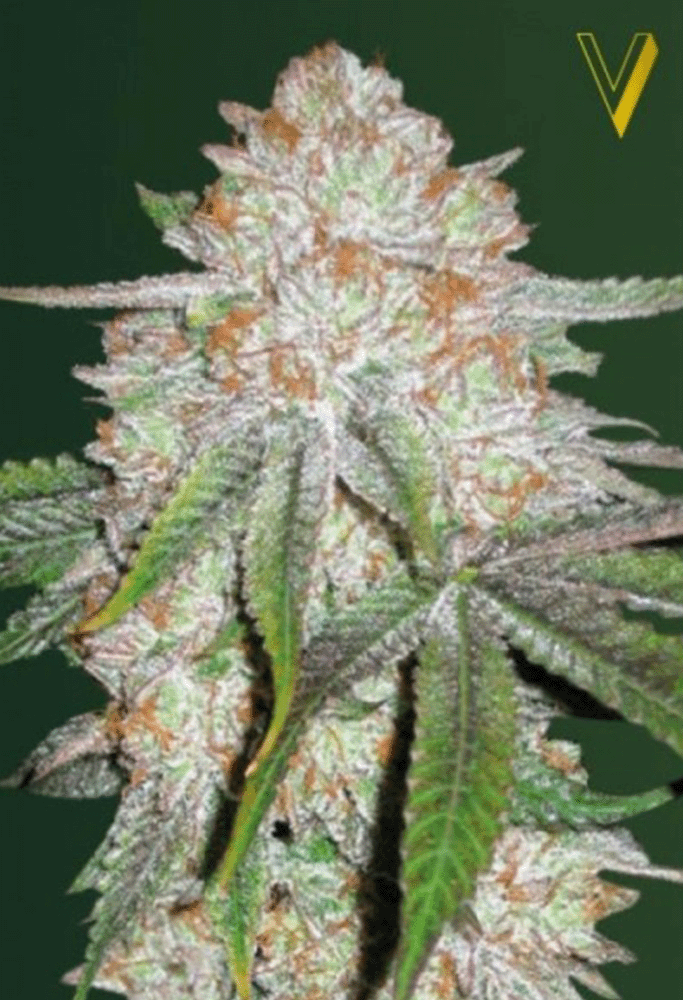 Chocodope Automatic-3 Samen - Seeds24