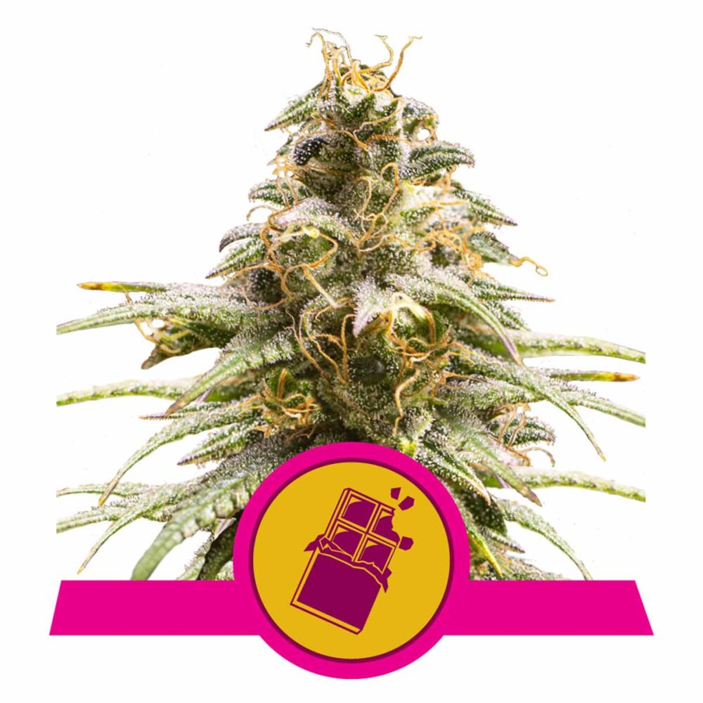 Chocolate Haze Feminisiert-3 Samen - Seeds24