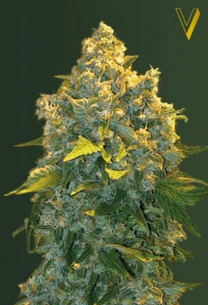 Chronic Monster XXL Automatic-3 Samen - Seeds24