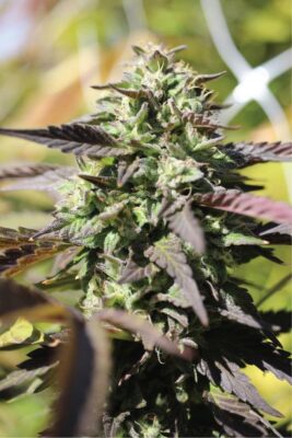 Chunkadelic Auto-3 Samen - Seeds24