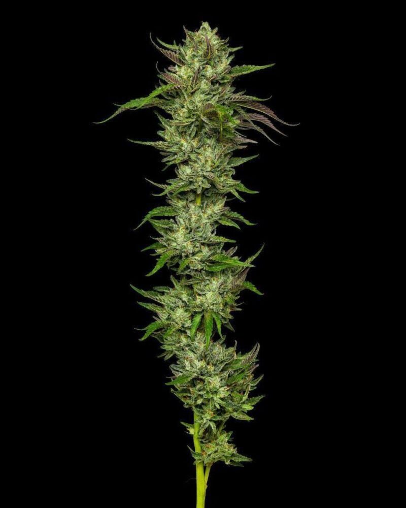 Collie Man Kush Feminisiert-3 Samen - Seeds24