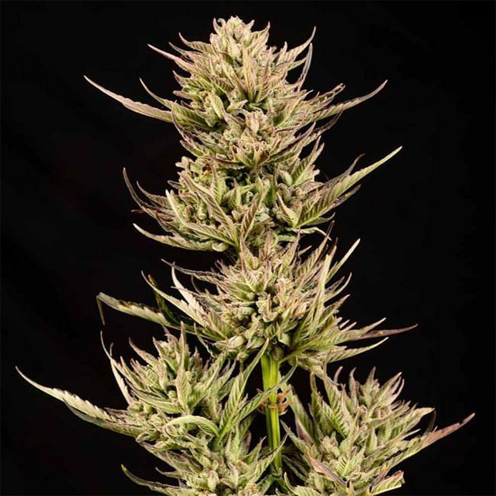 Cookie Apple OG F1 Auto-3 Samen - Seeds24
