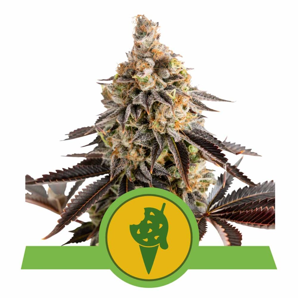 Cookies Gelato Automatic-3 Samen - Seeds24