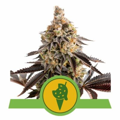 Cookies Gelato Automatic-3 Samen - Seeds24