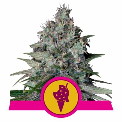 Cookies Gelato Feminisiert-3 Samen - Seeds24